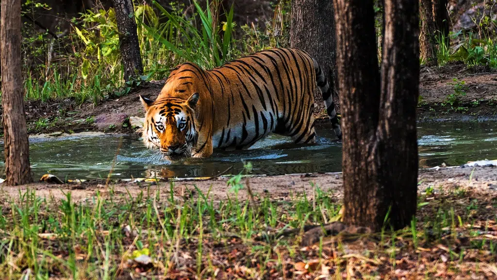 Wild India Tours