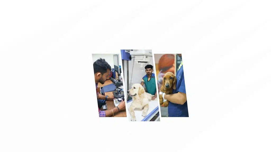 Indira Pet Clinic