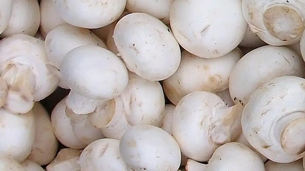 Manas Agrotech