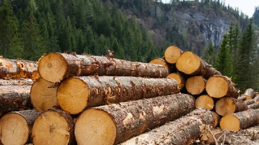Supreme Plywood and Timber