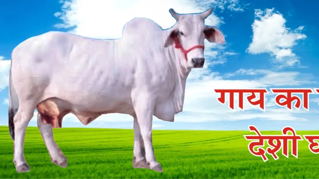 Sital dairy -Organic Ghee Manufacturer in Sikar