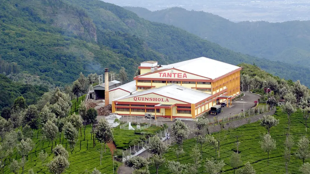 Tantea