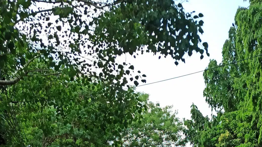 JS Kalayana Mandabam