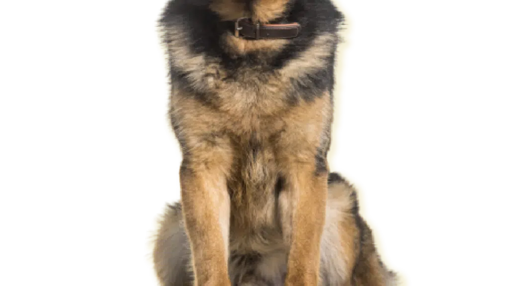 Kennel Worth