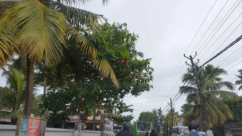 Church Cheriyakadavu