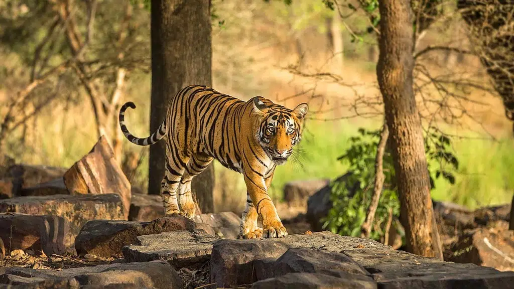 Jimcorbett Nationalpark