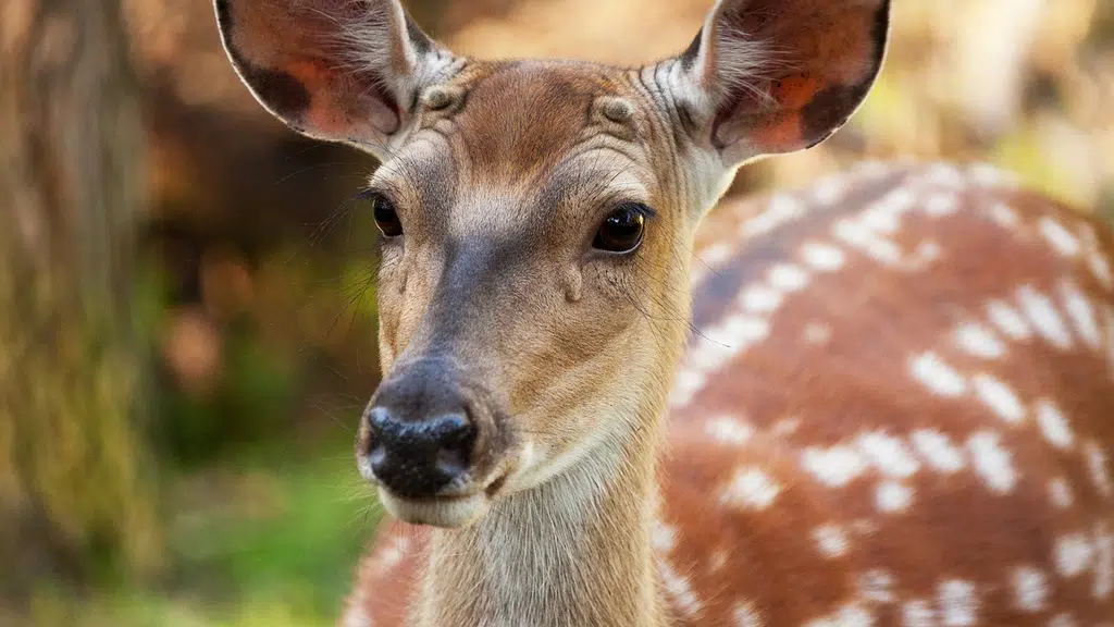 Lemongrass Resort Bandhavgarh