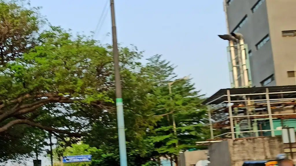 Ocean Fish Sri Sai Ram Travels and Real Estate