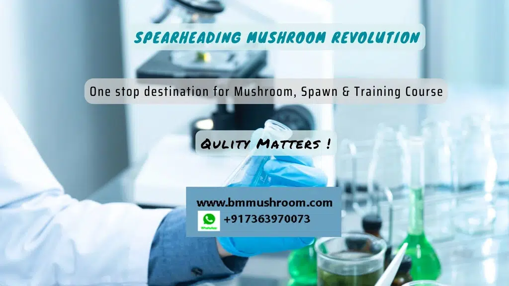 BM Mushrooms & Horticulture
