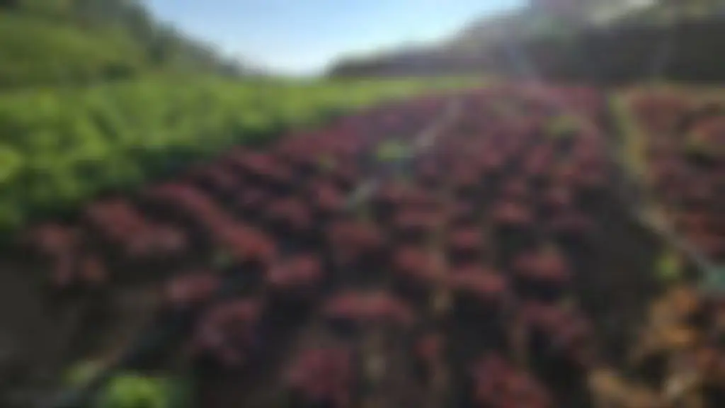 CRV Exotic Vegetables