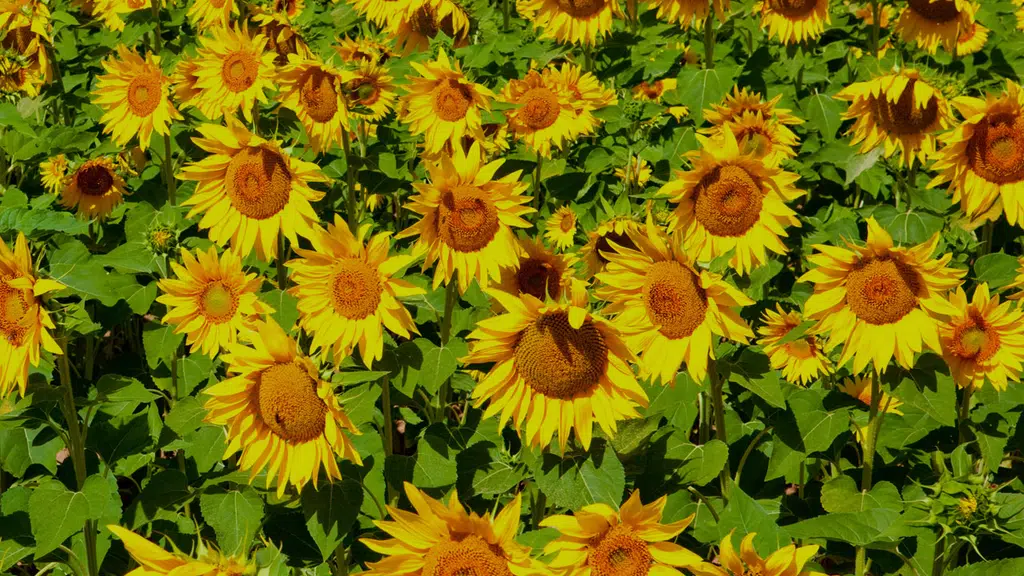 Indus Valley Seeds