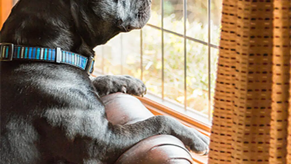 Pet Solutions Multi-Speciality Pet Hospital and Surgery Center