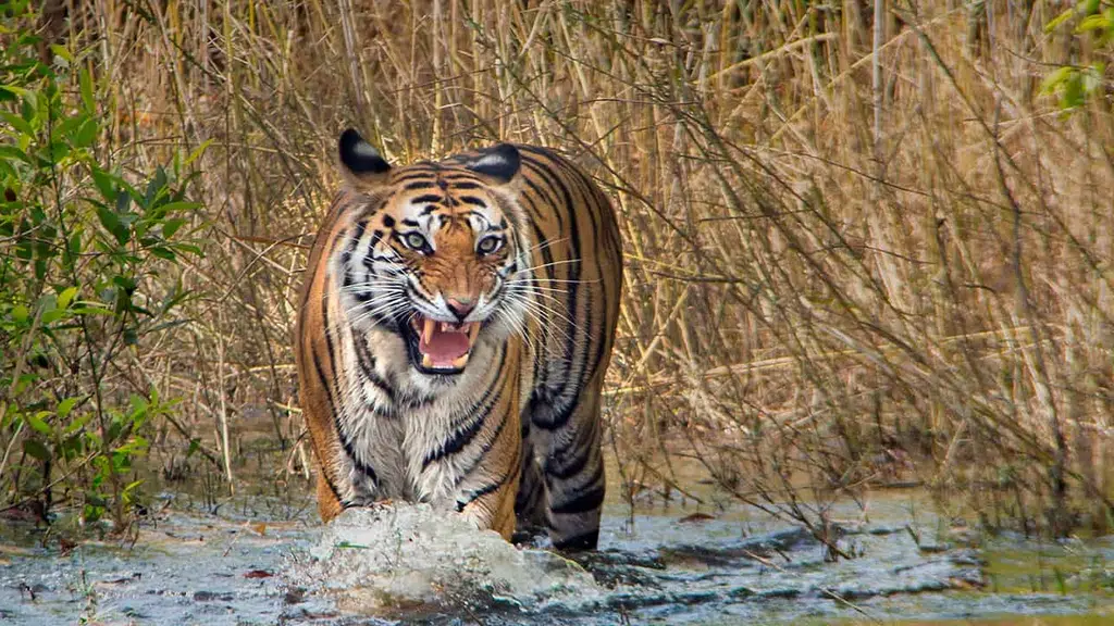 Tiger Reserve Bandhavgarh National Park
