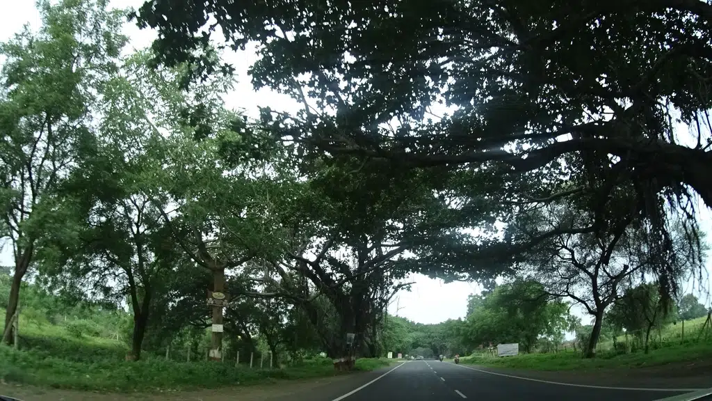 Tiger Farm House