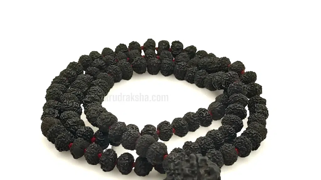 R Rudraksha