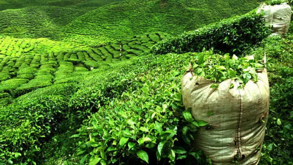 Mahabir Tea Mart