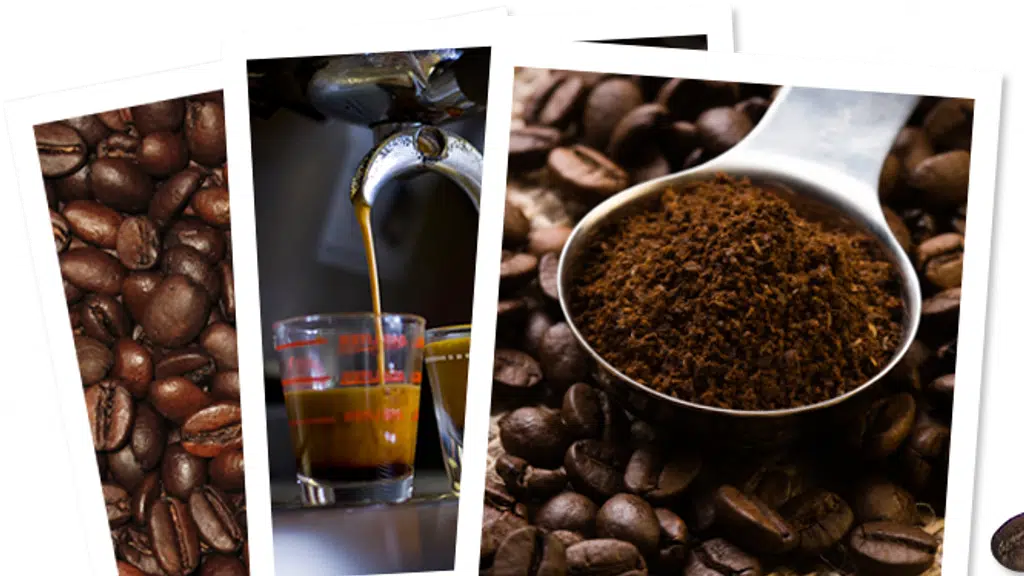 Seedz Beanz N Aroma