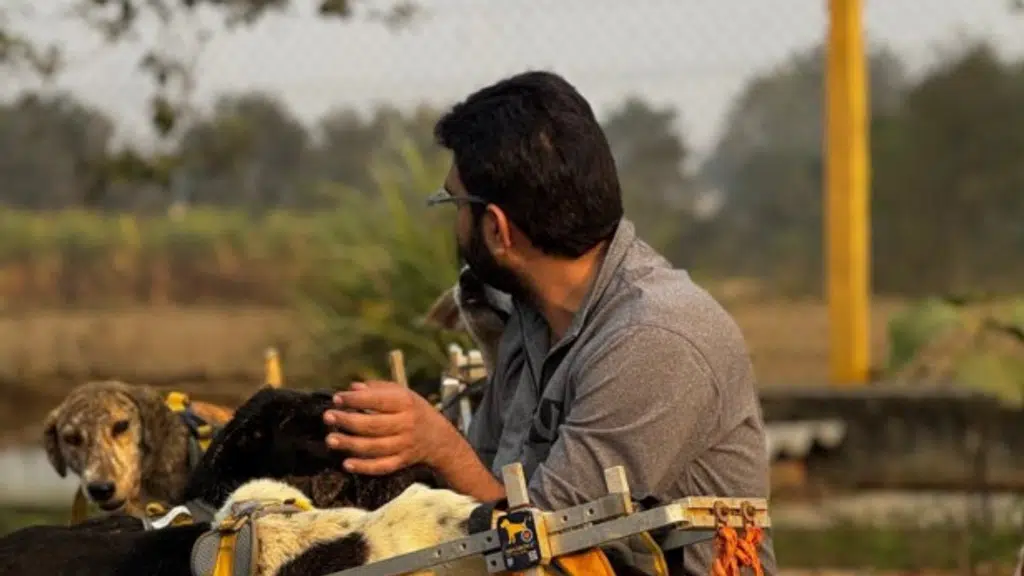 Voice of Stray Animals