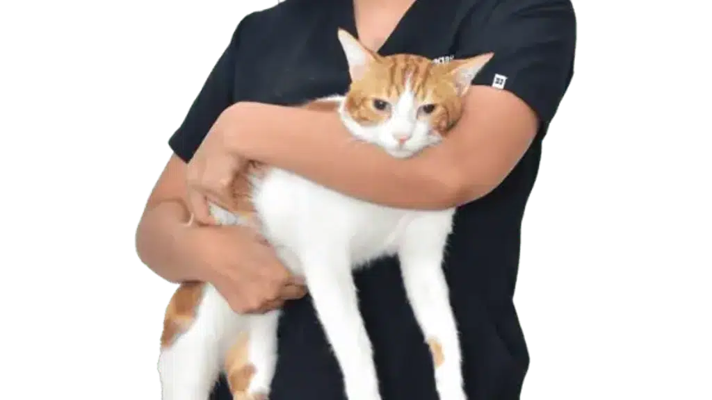 Dr Pet Wagholi
