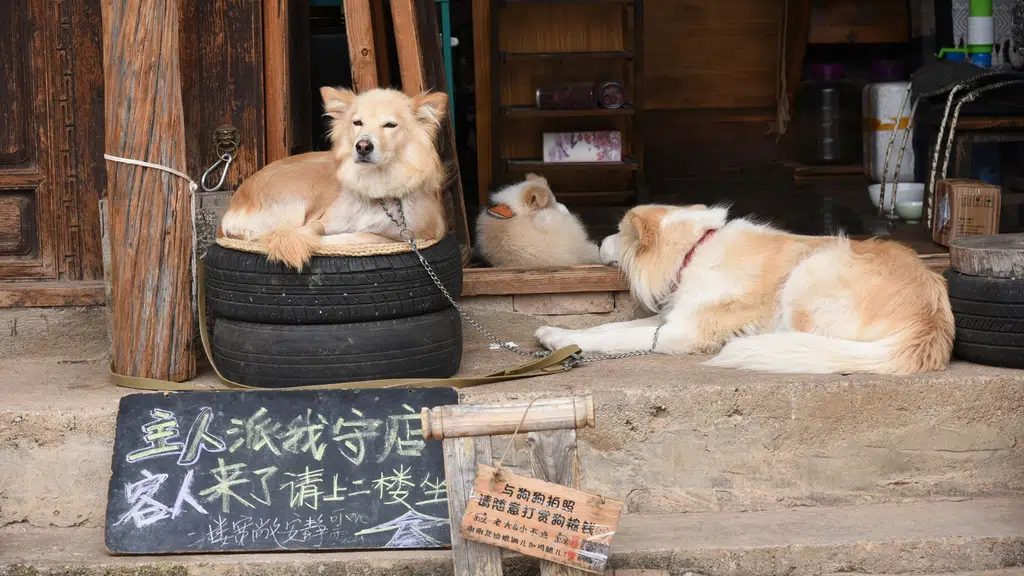 Vet Cottage Pet Boarding