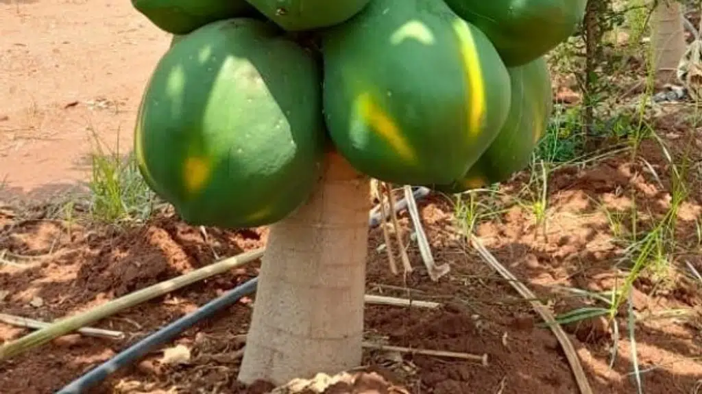 Yamunotri Agro