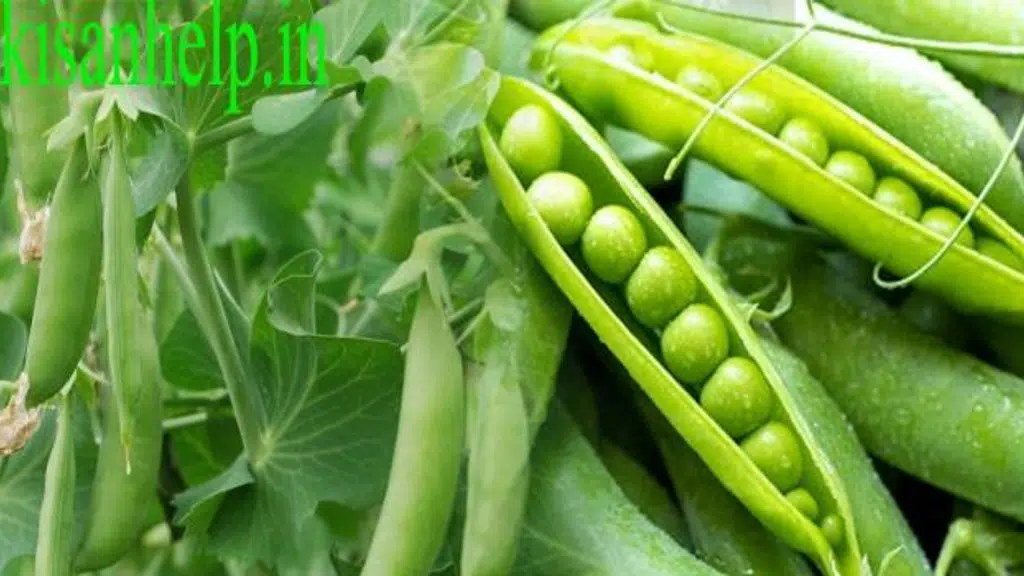 Kisanhelp