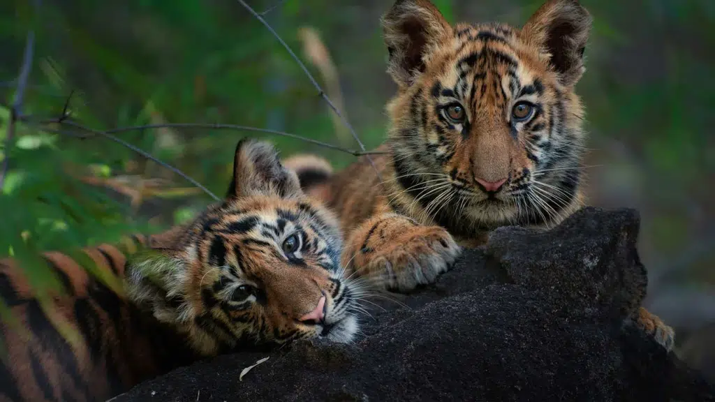 Pugdundee Safaris Wildlife Safari Company India