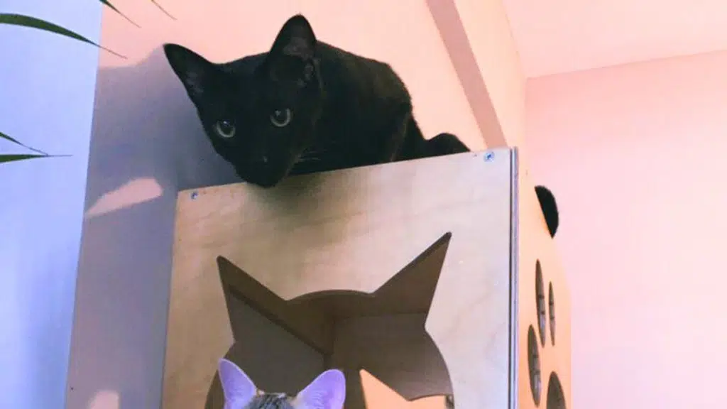 Purrly Cats