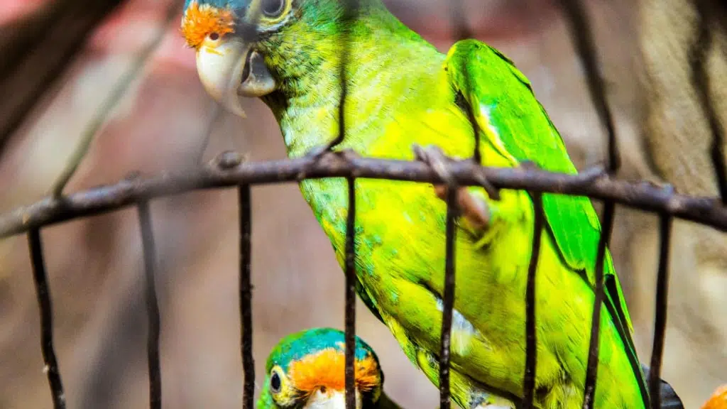 Dey Aviary