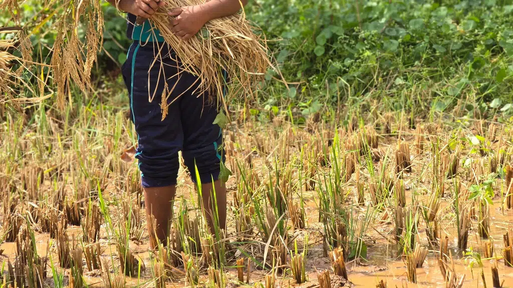 One Day Kisan