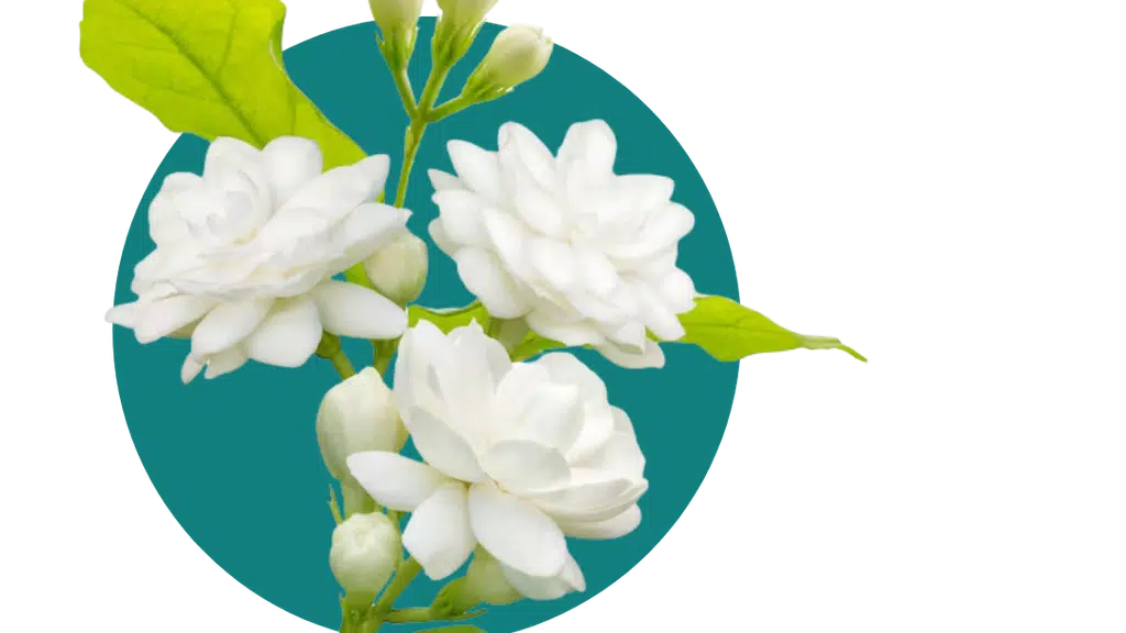 Chaitanya Homeopathic Clinic