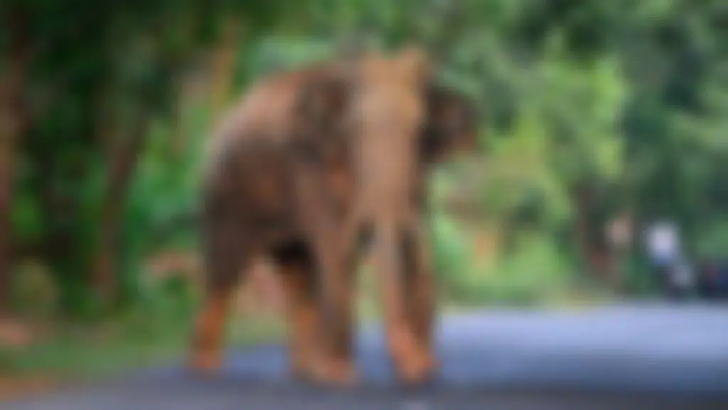 Wildlife And Ecology