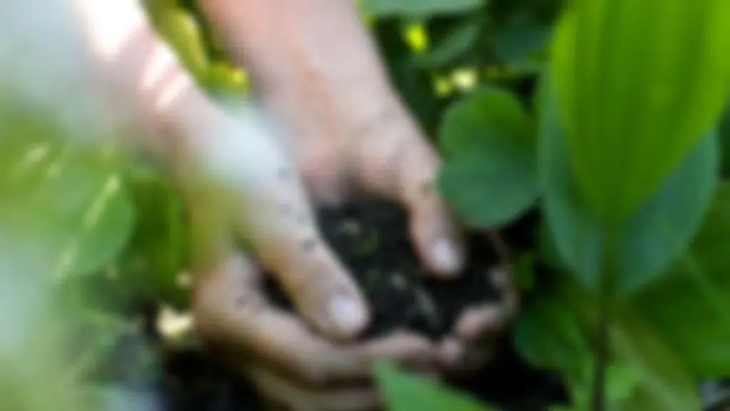 Centre for Agribusiness Incubation and Entrepreneurship