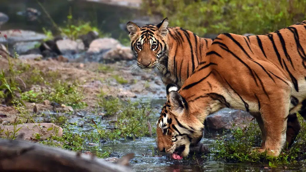 Tiger Resorts