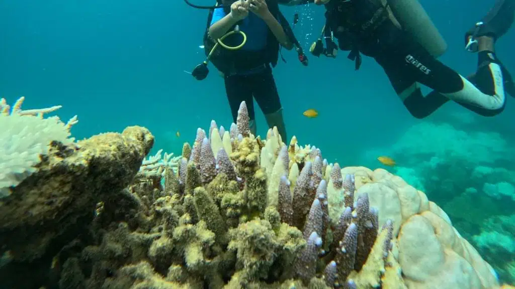 Marine's Dive Scuba Diving Andaman