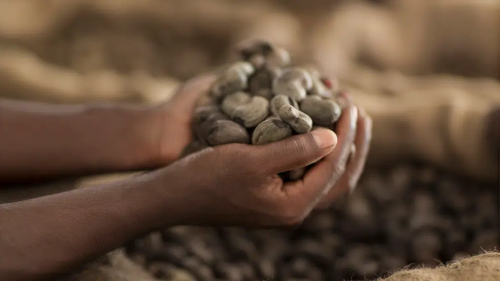 Alphonsa Cashew Industries