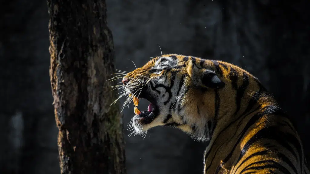 Jim Corbett Museum