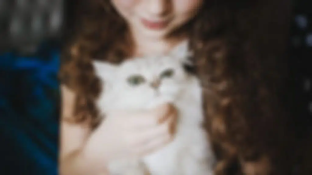Catopia - Cat Boarding