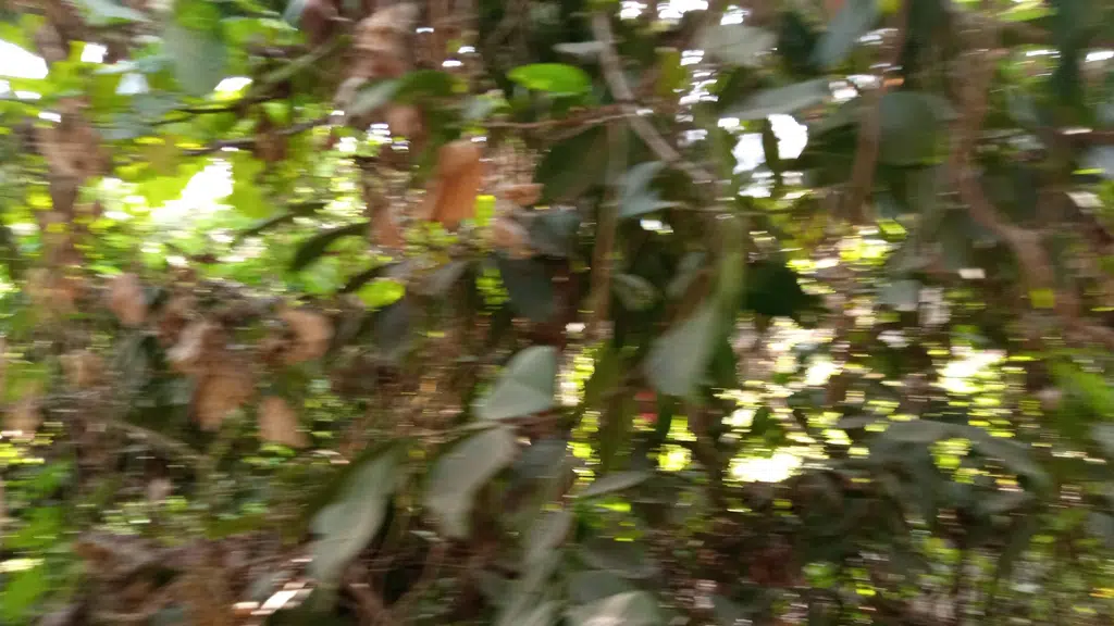 Suryasen Park Siliguri
