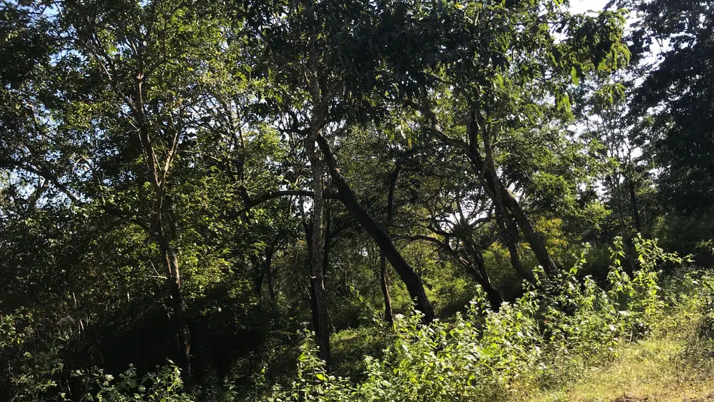 Nagarhole National Park