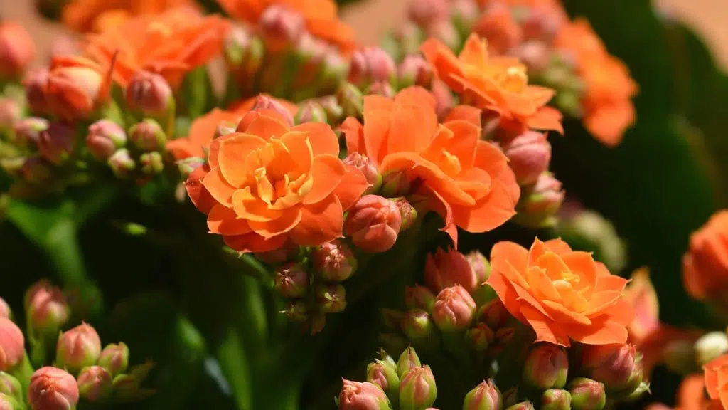 Florance Flora