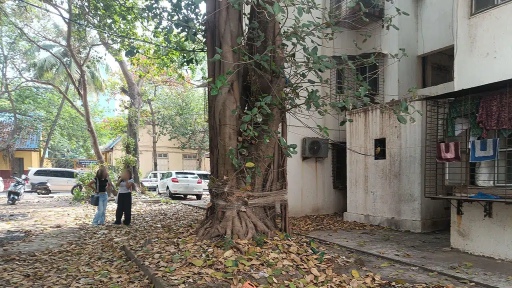 Nishika Terraces