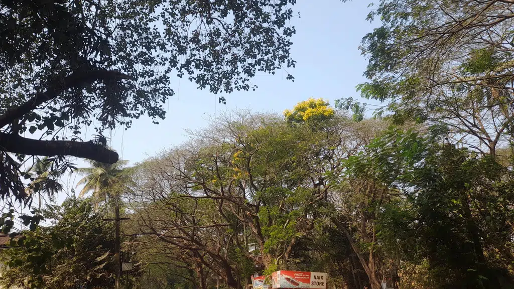 Teloso hub
