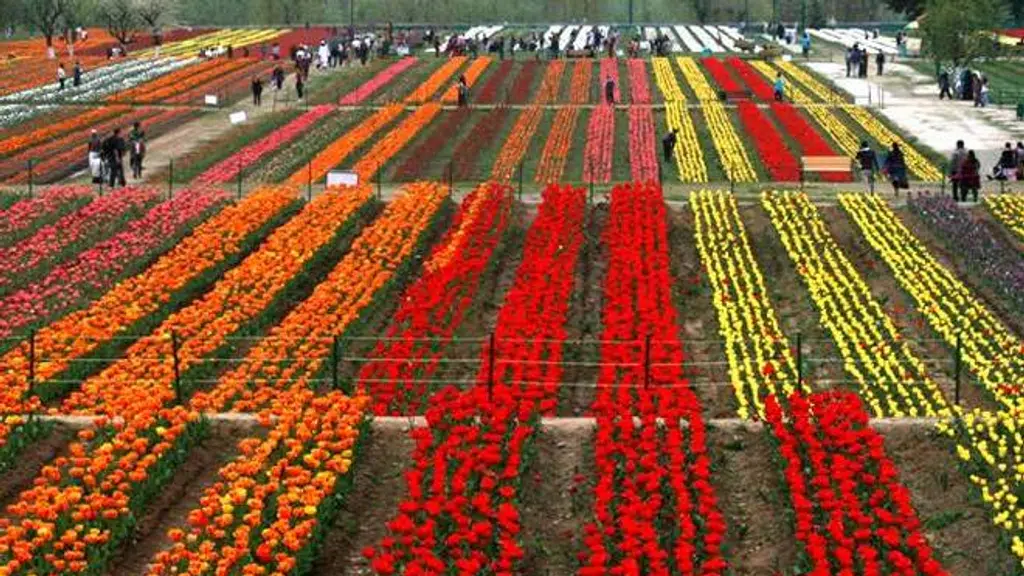 Kashmir Waiting Holiday