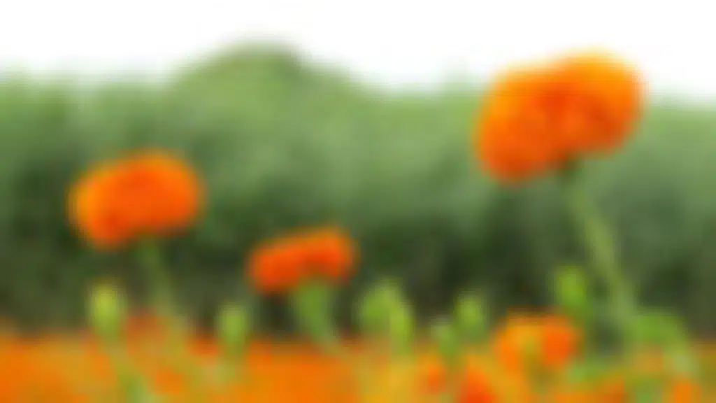 Olive Lifesciences Private Limited