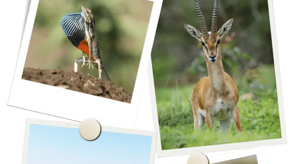 Pune Grassland Safari
