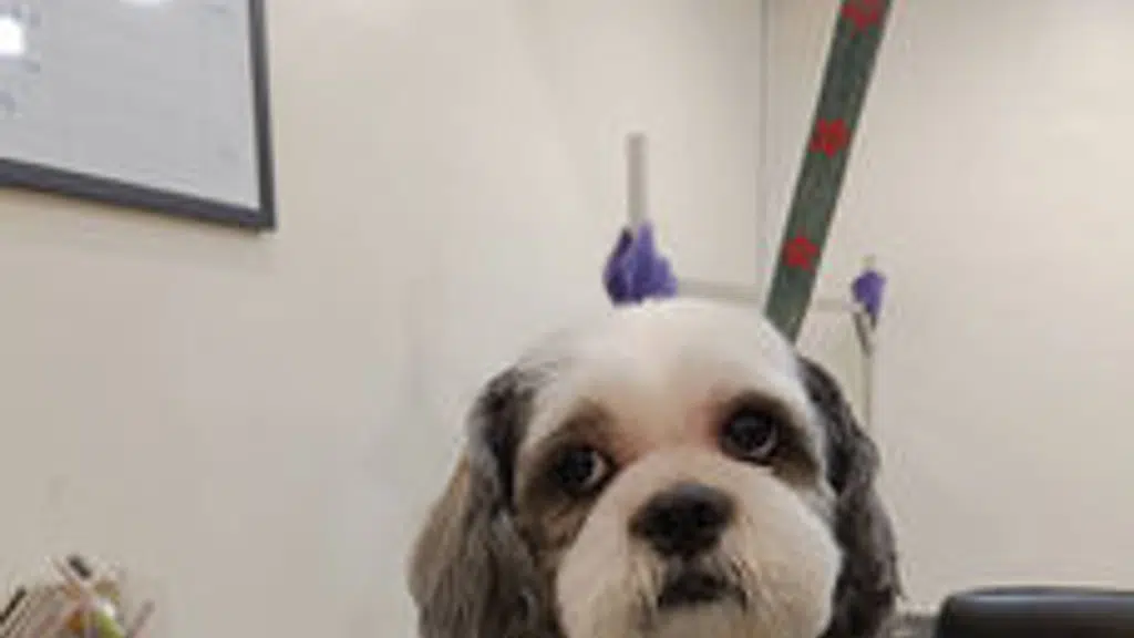 Beauty In The Beast Pet Services