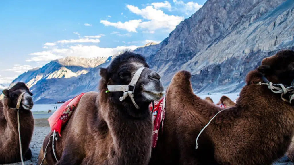 Green Kashmir Tour and Travels