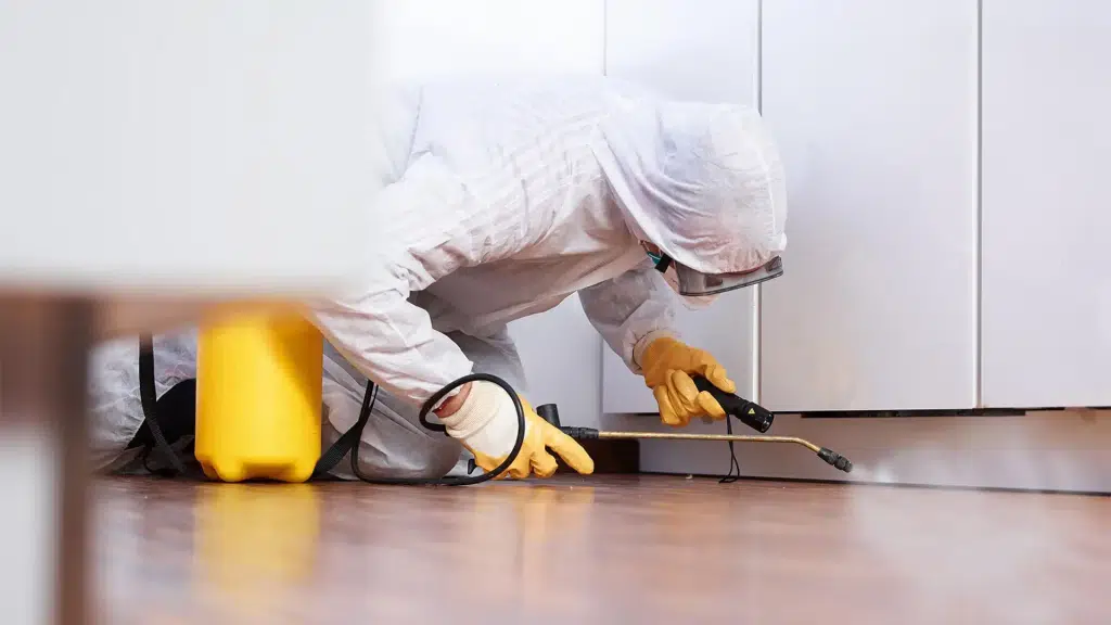 Sainet Facilities : Herbal Pest Control, Water Tank Cleaning And Plumbing Services