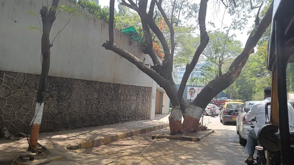 Rizvi East Street